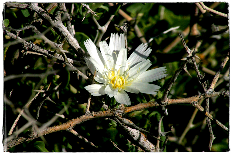 Flower & Brush Death Valley, CA � Dave Hickey